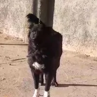 سگ نر دوساله دهن پاک نژاد اصل قهدرجونی