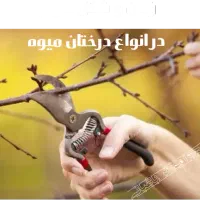 هرس حرفه ای با اکیپ مجهز ( توسط مهندس کشاورزی )