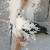 کبوتر معاوضه