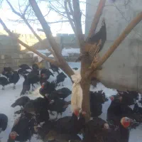 بوقلمون برنز|حیوانات مزرعه|سارال, |دیوار