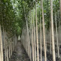 نهالستان گردو بادام و صنوبر