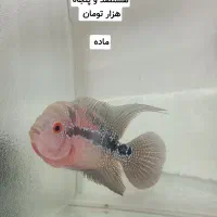 ماهی فلاور هورن نر و ماده و بچه فلاور|ماهی|مشهد, حضرت حجت|دیوار
