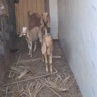بز با دوتا کهره ماده