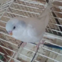 مرغ عشق سفید دو عدد