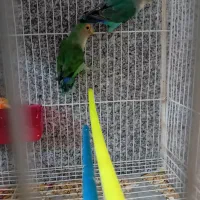 کوتوله ومرغ عشق|پرنده|گلبهار, شهر جدید گلبهار|دیوار