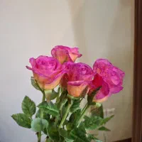 رز های هلندی مخملی