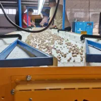 نوار دست چین گروه صنعتی سیفی|ماشینآلات صنعتی|رفسنجان, |دیوار