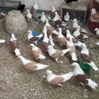 دوکتی پلاکی|پرنده|اهواز, آریاشهر|دیوار