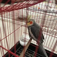 فروش پرنده
