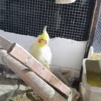 عروس هلندی جفت|پرنده|نوشهر, |دیوار