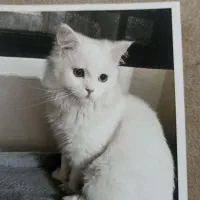 واگذاری ۲گربه رایگان