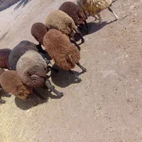 بره نر