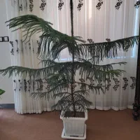 کاج مطبق یک و نیم متری