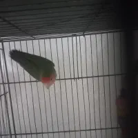 طوطی برزیلی|پرنده|نظرآباد, مصطفی آباد|دیوار