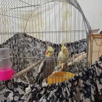 فروش جفت عروس هلندی کار داده بندر لنگه