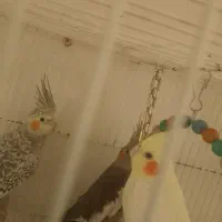 عروس هلندی|پرنده|بردسکن, |دیوار