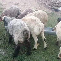 بره فروشی نقدی