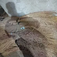 جارو پیشی کلفت و با کیفیت