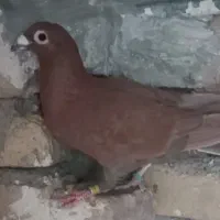 با سلام ، سرخ کرمانی نر ،درشت و کشیده