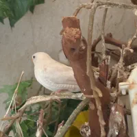 فنج ستاره ای|پرنده|قشم, |دیوار
