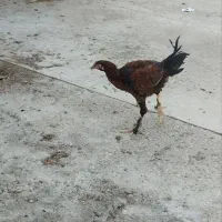 تخم دیلگونی گلین مرندی نطفه دار