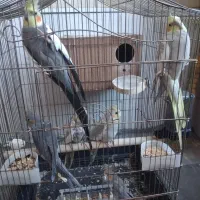 عروس هلندی مولد|پرنده|اردبیل, |دیوار