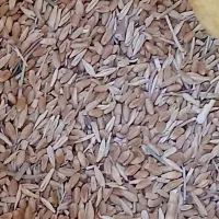 فروش|حیوانات مزرعه|باشتین, |دیوار