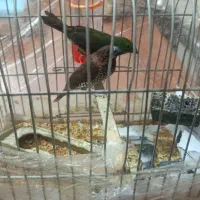 جفت فنچ رنگی