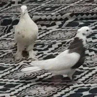 کفتر کاکلی|پرنده|پاکدشت, پاکدشت (مامازند)|دیوار