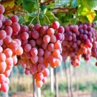 کود هیومیک پتاس و چالکود باغ و انگور و زمین کشاورز