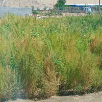 جارو باغی