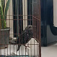 پرنده سار