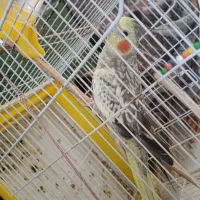 عروس ماده گل باقالی|پرنده|میناب, |دیوار