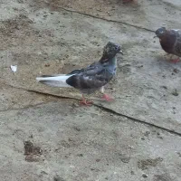 کبوتر جوجه دمسفید|پرنده|کارون, |دیوار