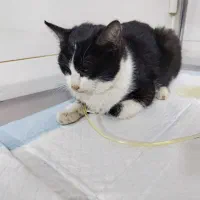 گربه گمشده|حیوانات|سنندج, |دیوار