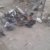 مرغ تخم گذاری.محلی