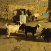 بزوبیگ|حیوانات مزرعه|اندیکا, |دیوار