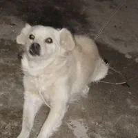 سگ پاکوتاه