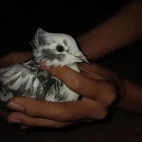 کفتر تکپر ماده|پرنده|مینودشت, |دیوار