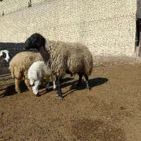 بره نر 2ساله