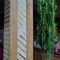 کاکتوس آفریقایی