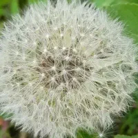 فروش سواری سفید رنگ