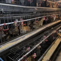 فروش مرغ تخمگذار بومی گلپایگان