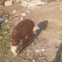 بره گوسفندماده|حیوانات مزرعه|مینودشت, |دیوار