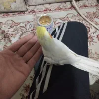 عروس هلندی|پرنده|تربت جام, شاهد|دیوار