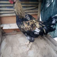 خروسی محلی|حیوانات مزرعه|فردوس (خراسان), |دیوار