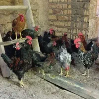 مرغ و خروس