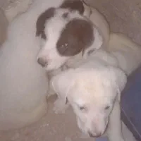 واگذاری سگ خراسانی