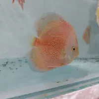 دیسکس سایز ۳.۵و۴.۵|ماهی|تهران, شهرک خرازی|دیوار