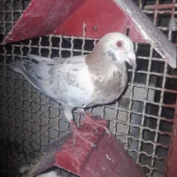 کبوتر سرور و دم سفید...|پرنده|قم, آزادگان|دیوار
